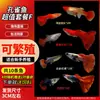 Guppies de Raça Pura, Peixes Ornamentais de Água Doce Pequenos, Peixes Tropicais Fáceis de Criar, Peixes Vivos, Peixes Limpadores, Kinguios Zebra, Peixes Pequenos, Alevinos