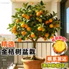 Plántulas de Árbol de Kumquat, Plantas en Maceta, Comestible con Piel Crujiente, Naranjas de Cuatro Estaciones, Flores de Interior y Plantas Verdes para la Sala de Estar, Enviado con Fruta