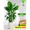 Ave del Paraíso Planta Verde En Maceta Interior Planta Grande para Sala de Estar Planta de Piso Árbol Real Oficina Flor de Strelitzia