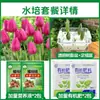 Tulipanes Hidropónicos al por Mayor 5 Grados Bulbos Grandes Resistentes al Frío para Invierno Interior/Exterior Fáciles de Cultivar para Principiantes Flores en Maceta Plantas