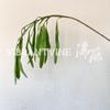 Planta Simulada Vagem de Ervilha Estilo Casamento Pendurada Flores de Feijão e Lentilha Decoração Suave para Casa Arte de Fundo Plantas Verdes Decorativas