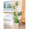 Planta Verde Grande en una Maceta de Madera de Pata de Pato, Adecuada para Sala de Estar y Oficina, Fácil de Cuidar en Todas las Estaciones, También Adecuada para Dormitorio