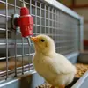 En stock bebedero automático para pollos bola de acero bebedero para pollos taza de agua válvula de bola para beber pollos al por mayor 10g