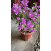 Planta de Buganvilla en Maceta con Maceta, Multicolor, Florece Todo el Año, Stock Antiguo, Variedad Nueva, Planta con Flores, Planta Verde, Planta Trepadora, Planta Ornamental