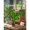 Planta Hidropónica Monstera Maceta Pila Vieja Purifica el Aire Ave del Paraíso Hoja Grande Follaje de Interior Planta Verde Perenne Todo el Año