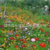 Semillas de flores silvestres de combinación de cuatro estaciones al por mayor hermosas flores de campo mar escénico semillas de flores Zinnia especies de flores gesang