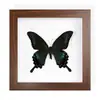 Mariposa Papilio machaon de Banda Verde, Espécimen Real con Alas Extendidas, Insecto Mariposa Original para Colección de Enseñanza de Jardín de Infancia Fotografía Tridimensional Estilo Europeo