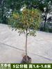 Un retoño de osmanthus, grandes flores de osmanthus de cuatro estaciones, elixir dorado del alto poste nativo del patio de agosto, pabellón Tianxiang Shen