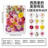 Flor de ciruelo flor prensada real repujado enseñanza preescolar espécimen de planta material epoxi flor seca funda de teléfono diy