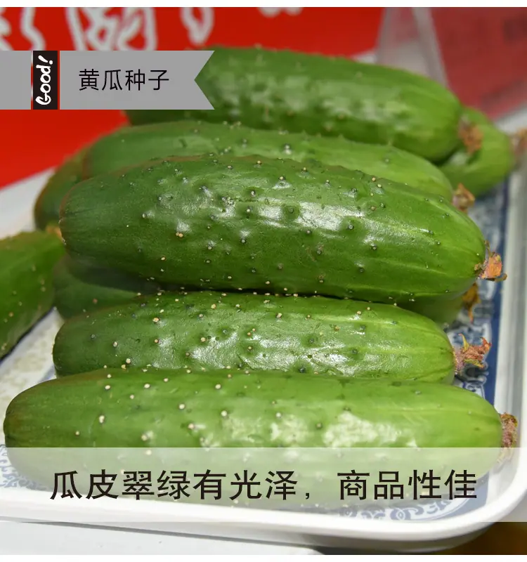 春秋翠水果黄瓜03-3