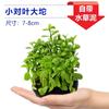 Hierba de agua para pecera, hierba grande, oxigenación negativa, agua dulce, novato, agua perezosa, baniano, jardinería, cultivo, hierba, crisantemo verde, venta al por mayor