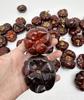 [Calabaza rojo oscuro] Decoración navideña Halloween calabaza roja pequeña flores secas fruta seca especímenes de plantas