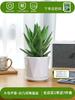Envío directo Aloe Vera en maceta Interior Dormitorio Purificador de aire Resistente a la sequía Florales y Plantas Verdes Escritorio de oficina Buen almacenamiento