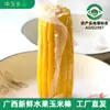 Mazorcas de maíz dulce y maíz de colores de Hengxian County, Guangxi, selladas al vacío y empaquetadas individualmente, caja completa de suministro directo para el desayuno de verano