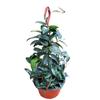 Orquídea Bola en Maceta Plántula Grande Planta Verde Chlorophytum Flor de Interior Planta Florece Todo el Año Perenne Interior Enredadera Fragante