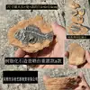 Trilobite paleobiológico, fósil auténtico, caja decorativa para reptiles, paisaje desértico, tabú, melena húmeda, adornos de reptil león