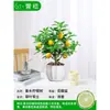 Mudas Pequenas de Limão Laranja Verde de Hainan Mudas de Semente de Limão Kumquat Em Vasos Sala de Estar Interna Varanda Árvore Frutífera Mudas de Frutas o Ano Todo