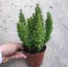 Aspargo Rabo-de-Raposa Planta em Vaso Jardim de Pátio Varanda Planta Verde Perene Resistente ao Calor Flor Raposa de Nove Caudas Fácil de Cultivar