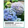 Plántulas de Hortensia, Flores Endless Summer, Plantas Florales de Maceta de Fácil Cultivo en Todas las Estaciones, Fácil de Cultivar en Patios Interiores