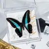 Foto de Espécime de Borboleta Real Porta-Retrato Caixa Transparente Ornamentos Estéreo Presente Ensino de Jardim de Infância Criativo Artesanal Adereços para Fotos
