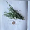 Casca de fruta faça você mesmo, pinha, lascas de madeira, folhas, flores secas, combinação de frutas secas, decoração de natal, decoração de jardim de infância, adereços retrô