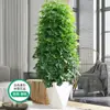 Madeira Pata de Pato, Lótus de Sete Folhas, Árvore da Fortuna, Fortuna de Oito Caminhos, Planta em Vaso Madeira Pata de Pato, Escritório Sala de Estar, Grande Planta Verde Bonsai