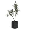 Dispositivo de control de raíces para macetas, contenedor de flores, material PET, venta al por mayor, directo de fábrica