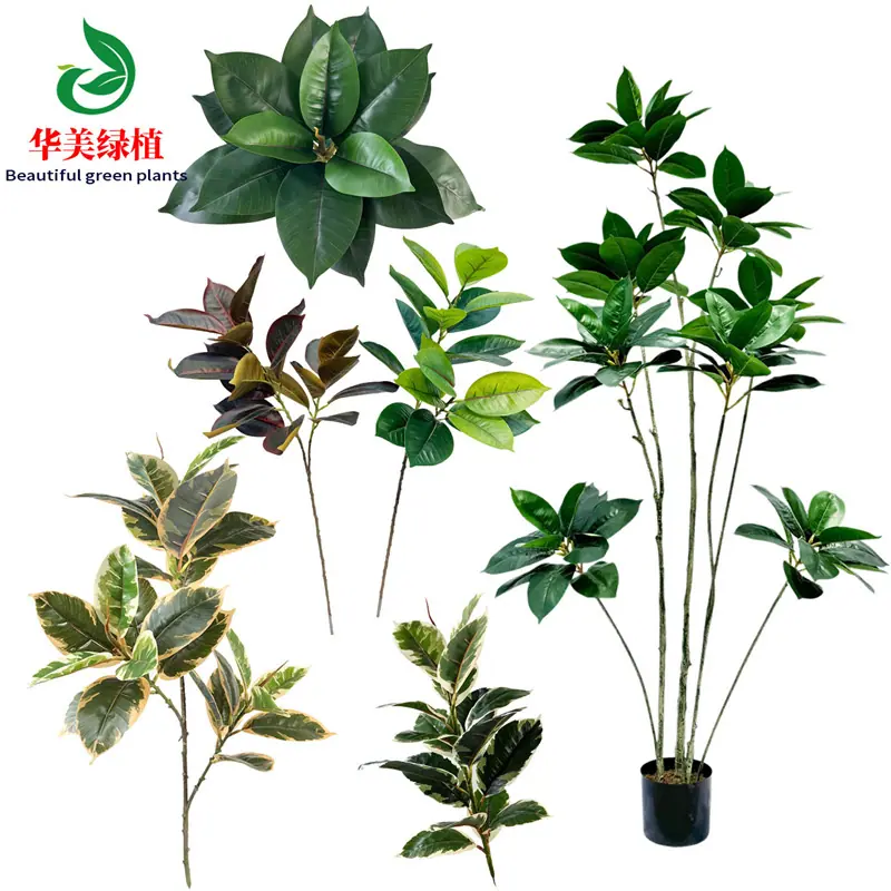 橡皮叶华美