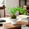 Musgo de Hera Nevado Bola de Musgo Hidropônica Planta Verde Folhagem Planta de Folha Verde Trepadeira Planta Verde em Vaso