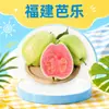 Dropshipping de Goiaba Coração Branco de Fujian 1/3/5/9 Jin Coração Branco Coração Vermelho Misto 1/3/5/9 Jin Fruta Fresca Ácida Grátis
