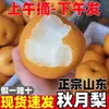 2026 Pera Qiuyue Auténtica de Laiyang, Shandong para Mujeres Embarazadas, Frutas Grandes Frescas, Recién Cortadas, Caja Natural Entera de Peras, Maduradas en el Árbol