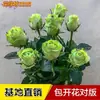 Uma Planta de Rosa Única com Flores Grandes e Botões de Flor, Adequada para Uso Interno e Externo, Pode Ser Enviada