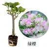 Planta de Buganvilla en Maceta, Florece Todo el Año, Enredadera Trepadora Morada de Yunnan, Doble Floración, con Tierra Original, Cereza Verde, para Jardín y Balcón