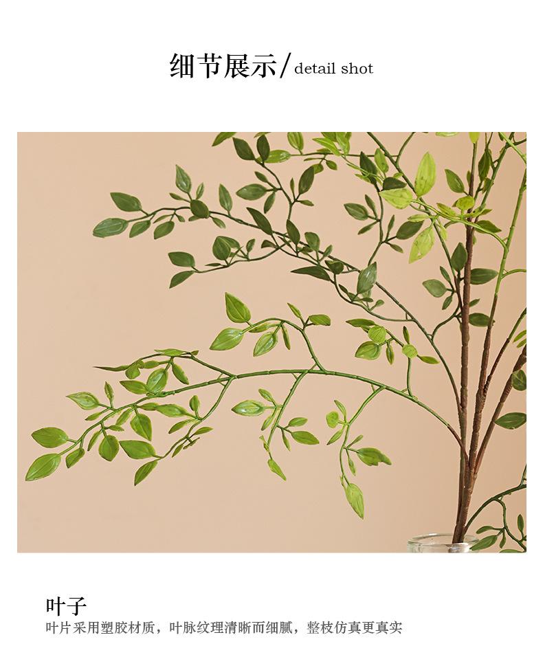 单枝3叉豆叶_09.jpg