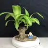 Planta hidropônica de madeira brasileira, madeira da sorte, planta verde de mesa, cultivada em água, planta em vaso mini para interior para escritório, fácil de cuidar