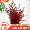 Flor Seca Fofa Flor Eterna Estilo Nórdico Leve Móveis de Luxo para Casa Conjunto de Flores Galho de Árvore de Flores Suprimentos de Natal