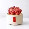 Conjunto fofo de plantas de interior para mesa para jardim de infância, fácil de cultivar e cuidar, pequenas plantas em vasos