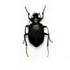 Especímenes de Insectos: Escarabajo Crisómélido, Mariquita, Escarabajo Rinoceronte, Cigarra, Escarabajo Rinoceronte, Escorpión, Escarabajo, Escarabajo Rinoceronte, Escarabajo Longicornio, Escarabajo del Tallo, Insecto Húmedo, No Completamente Preparado