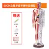 Modelo de Cuerpo Humano de Puntos de Acupuntura, Meridiano de Acupuntura, Medicina Tradicional China, Modelo de Doce Personas de Cuerpo Completo, Modelo Blando de Goma para Práctica de Acupuntura