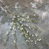 Simulação Bud Willow Snow Willow Fake Flower Willow Leaf Bud Decorations Ornamentos Floricultura Decorações Home Placement Arranjo de flores