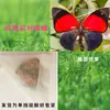 Especímenes de Mariposas Reales para Práctica, Mariposas Originales con Alas Sin Abrir, Materiales DIY para Espécimenes de Insectos, Mariposas Monarca, Insectos Originales, Mariposas Cola de Golondrina