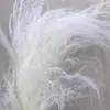 Hierba Barba de Dragón Flor Eterna Flor Seca Real Sueño de Yunnan Decoración Suave Materiales de Arte Fuegos Artificiales Hierba de Pelo Largo Decoración de Boda