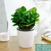 Plantas Verdes de Interior, Bonsái, Plantas Verdes que Eliminan el Formaldehído, Plantas Verdes para la Mesa de la Sala, Siempre Verdes Todo el Año, Purifican el Aire