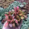 Plantas de Piedra Absorbente Plantas Verdes Piedra de Agua Acuaterrario Tanque de Selva Rocalla Paisajismo Musgo Helecho Micro-paisaje Plantas de Bonsái