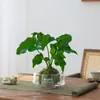 Planta de Escritorio Hidropónica en Maceta de Bola de Musgo, Planta Verde de Interior Fácil de Cuidar que Purifica el Aire, Decoración de Mesa de Café de Oficina, Planta de Musgo