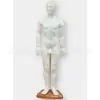 Modelo de Acupuntura Masculino de 60 cm Muñeco de Acupuntura Modelo Médico Humano de Acupuntura