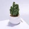 Planta de cacto em vaso para interior de alta qualidade, perfeita para mesas de escritório, fácil de cuidar