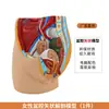 Modelo de Pelvis Femenina Artificial para Enseñanza Especimen del Sistema Genitourinario Femenino Corte Sagital Anatomía Humana Medicina