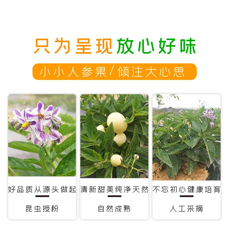 云南石林人参果详情图6