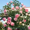 Envío Directo de Una Pieza Plántulas de Rosa Grande para Desfiles Trepadora para Balcón Rosa Trepadora de Cuatro Estaciones Planta Trepadora Rosa Planta de Rosa en Maceta